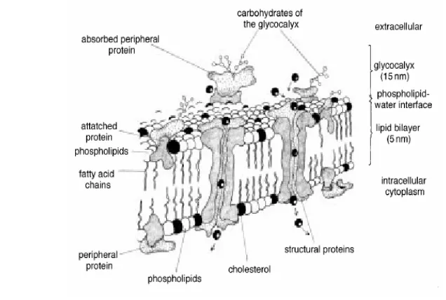 Gambar  3  Membran plasma spermatozoa (Sumber; Amann & Graham 1993  dalam  Morel  1999) 