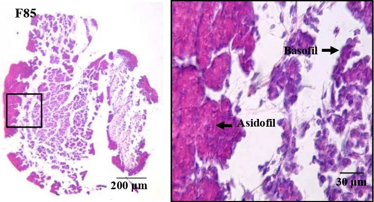 Gambar 7 Distribusi sel-sel asidofil dan basofil hipofise MF pada potongan 