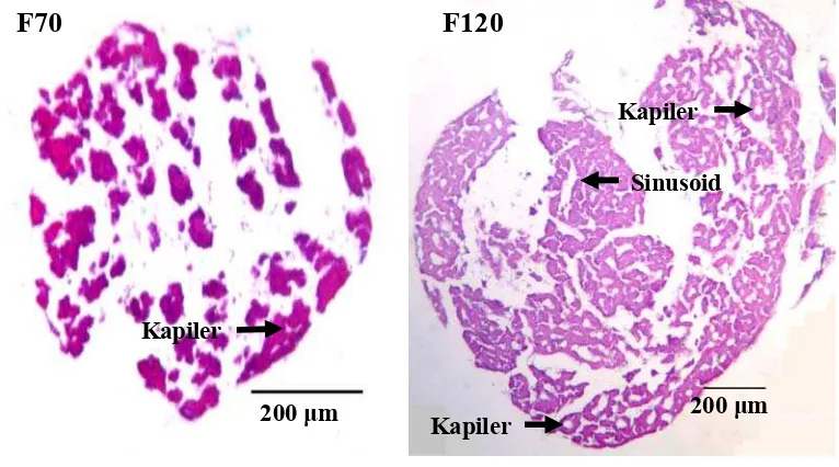Gambar 9  Distribusi buluh darah hipofise MF pada potongan lateral F70 dan F120.  