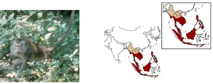 Gambar 1 Monyet ekor panjang (M. fascicularis) dan peta penyebarannya (merah) (Sumber : Lang 2006)