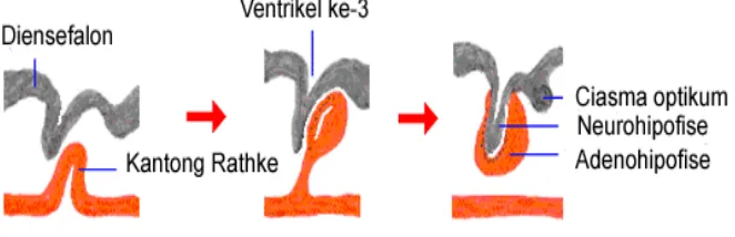 Gambar 4 Tahapan perkembangan hipofise. Hipofise berasal dari dua jaringan  berbeda, stomodeum (merah) dan diensefalon (abu-abu) (Sumber: Bowen 2006)