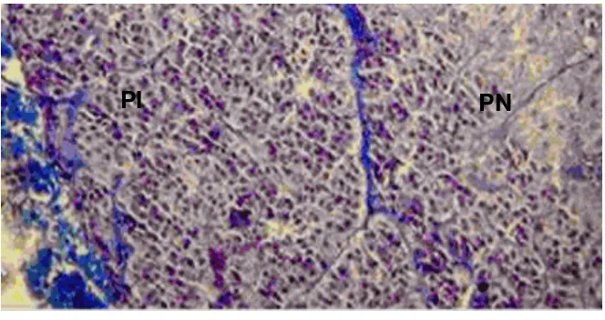 Gambar 6 Sel-sel basofil PI (melanotrop dan kortikotrop) hipofise kambing. PI berbatasan langsung dengan PN membentuk lobus neurointermedia (Sumber: Charlotte 2002)