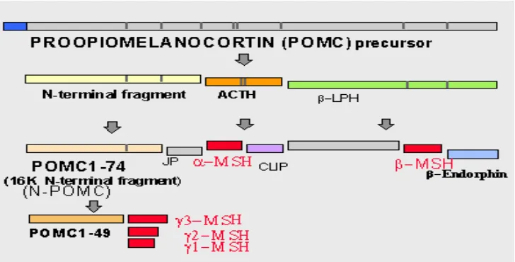 Gambar 7 Proses pemecahan prohormon POMC. α-MSH berasal dari pemecahan rantai asam amino ACTH di PI  (Sumber: KUL 2000)