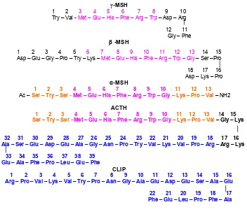 Gambar 8 Susunan rantai asam amino hormon-hormon derivat POMC. �-MSH, �-MSH, α-MSH, ACTH dan CLIP