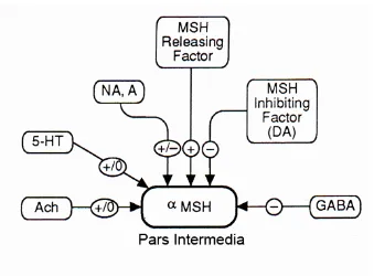 Gambar 9 Pengaturan neurotransmiter pada sintesis dan sekresi MSH. Faktor pelepas terdiri atas: MRF, NA, 5 HT, Ach; factor penghambat terdiri atas: MIF, A dan GABA