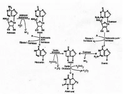 Gambar 2.3 Pembentukan asam urat dari nukleosida purin melalui basa purin hipoxantin, xantin dan guanin 