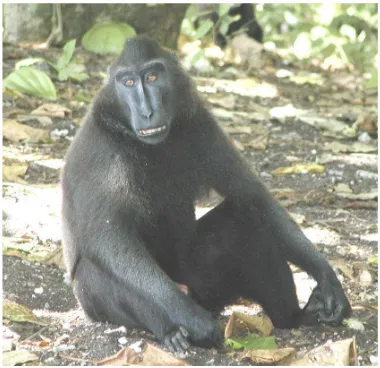 Gambar 1 Monyet hitam Sulawesi 