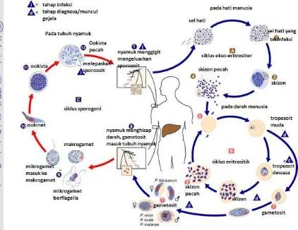 Gambar 1  Siklus hidup Plasmodium (sumber :http://www.cdc.gov) 