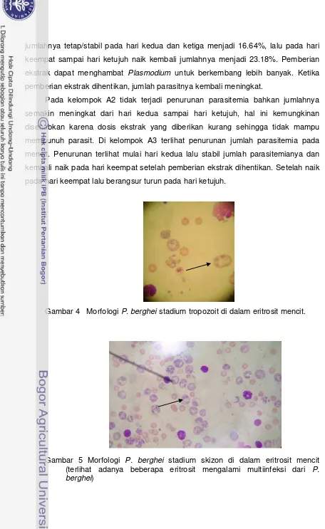 Gambar 5 Morfologi P. berghei stadium skizon di dalam eritrosit mencit (terlihat adanya beberapa eritrosit mengalami multiinfeksi dari P