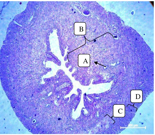 Gambar 2. Struktur Histologi Endometrium,A: kelenjar endometrium;  B:edometrium; C: miometrium; D: perimetrium
