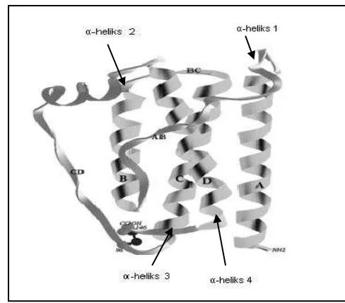 Gambar 4  Struktur protein 4α-helix pada gen leptin (Zhang et al. 1997).