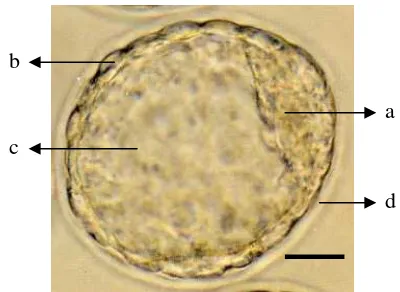 Gambar 2 Bagian-bagian embrio mencit stadium blastosis: (a) ICM, (b) trofoblas,         (c) blastosol, (d) ZP