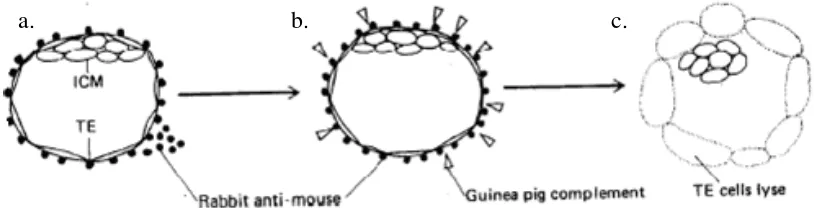 Gambar 3 Metode immunosurgery untuk mengisolasi ICM dari blastosis mencit: (a) blastosis diinkubasi dalam rabbit anti-mouse serum, (b) diinkubasi dengan guinea pig complement, (c) sel-sel trofoblas (TE) akan lisis dan ICM dapat diisolasi (Nagy et al