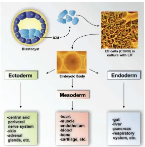 Gambar 4 Perkembangan ICM menjadi ESC dan pembentukan EB yang dapat berdiferensiasi menjadi seluruh jenis tipe sel yang termasuk dalam ketiga lapis kecambah (Doss et al