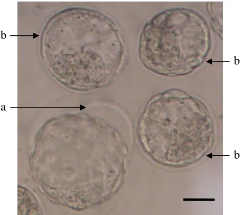 Gambar 5 Inkubasi blastosis dalam pronase: (a) lisisnya zona pellucida dari blastosis eksplan, (b) zona pellucida yang belum lisis