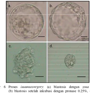 Gambar 6 Proses immunosurgery: (a) blastosis dengan zona pellucida,               