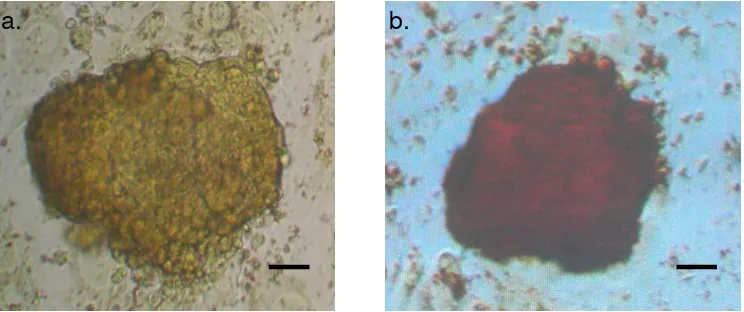 Gambar 8 Hasil pewarnaan alkaline phosphatase terhadap koloni ICM; (a) Negatif, (b) Positif