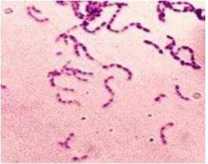 Gambar 3  Bakteri S. mutans 