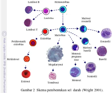 Gambar 2  Skema pembentukan sel  darah (Wright 2001). 
