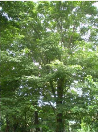 Gambar 3.  Pterocarpus indicus Wild (Angsana) 