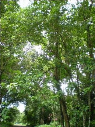 Gambar 7.  Gmelina arborea Linn. (Jati putih) 