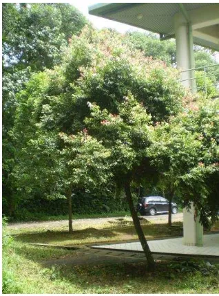 Gambar 8.  Cinnamomum burmanii Nees (Kayu manis merah) 