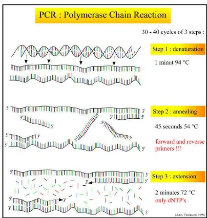 Gambar 3 Diagram amplifikasi pada nested PCR 