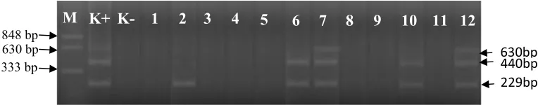 Gambar 5 Isolasi dan identifikasi Koi herpesvirus dengan metode PCR (A): lane M marker, lane K+ kontrol positif, lane K- kontrol negatif,  lane 1,3,4,5,8,9 dan 11 adalah sampel insang ikan  coba negatif  KHV, lane 2, 6, 7, 10 dan 12  adalah sampel positif KHV 