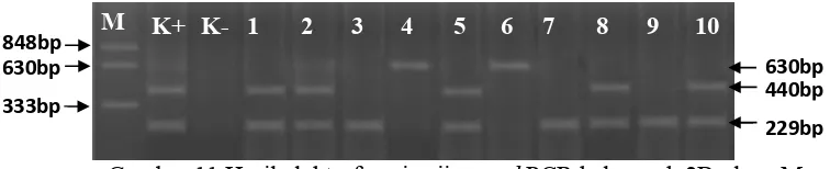 Gambar 14 Hasil elektroforesis uji nestedsampel insang ikan  coba positif KHV, lane 2 adalah adalah sampel insang ikan    PCR kelompok 4A: lane M marker, lane K+ kontrol positif, lane K- kontrol negatif, lane 1,3,4 dan 5 adalah adalah coba negatif KHV  