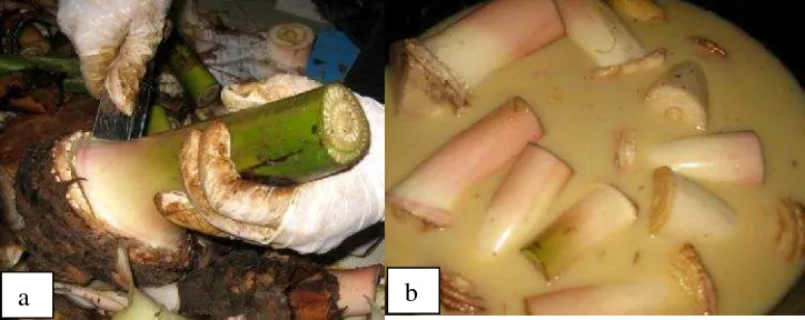 Gambar 3.  Proses pensudut 45s pengambilan eksplan pisang Kepok Kuning (a) p 4500 dan (b) proses perendaman dengan larutan funa) pembentukann fungisida.