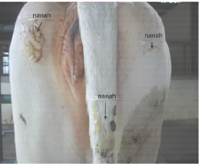 Gambar 5. Nanah yang menempel di perineum dan ekor sapi penderita 