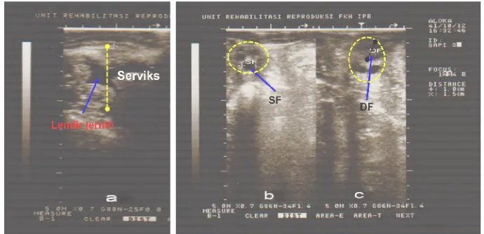 Gambar 12. Gambaran ultrasonografi serviks uterus dan ovarium sapi. Serviks (a),  Subordinate Follicle (SF) (b) dan  Dominance Follicle (DF) (c) saat estrus