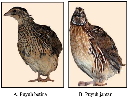 Gambar 1. Karakteristik puyuh betina (A) dan puyuh jantan (B) (www.quailsforafrica.com/coturnix.html) 