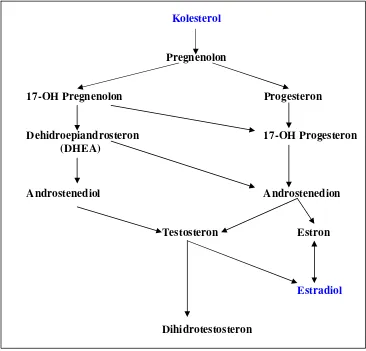 Gambar 3. Sintesis hormon seks pada ovarium. Hormon seks disintesis dari kolesterol. 