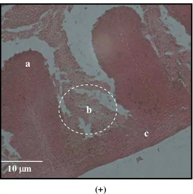 Gambar 6. Fotomikrografi dinding uterus puyuh pada kelompok yang tidak diberikan pencahayaaan (P01)