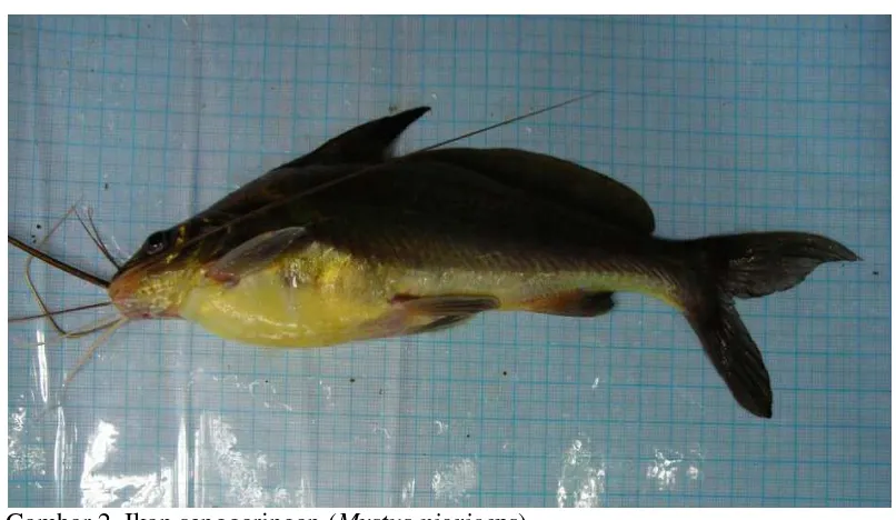 Gambar 2 Ikan senggaringan (Mystus nigriceps).