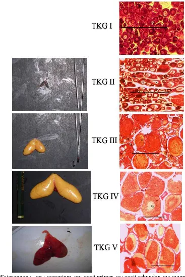 Gambar 7 Struktur histologis ovarium ikan senggaringan per-TKG (