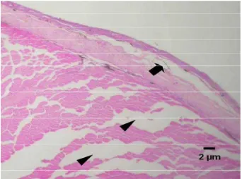Gambar 13. Edema radang di bawah epidermis (tanda panah) dan otot (tanda kepala anak panah) pada jaringan kulit dan otot ikan lele yang diinfeksi E