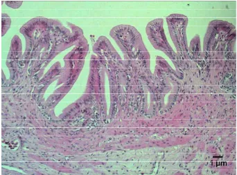 Gambar 29. Hiperplasia sel goblet pada jaringan usus ikan lele jam ke- 2 pi E. ictaluri, Pewarnaan HE, skala 1 µm  