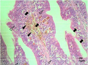 Gambar 31. Edema radang (tanda panah) dan sel radang (tanda kepala anak panah) pada jaringan usus ikan lele jam ke-12 pi E