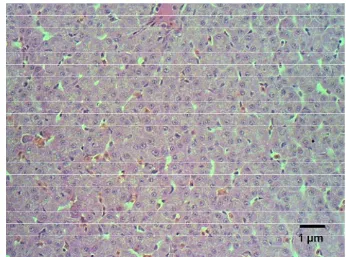 Gambar 32.  Jaringan hati ikan lele yang normal, Pewarnaan HE, skala 1 µm 