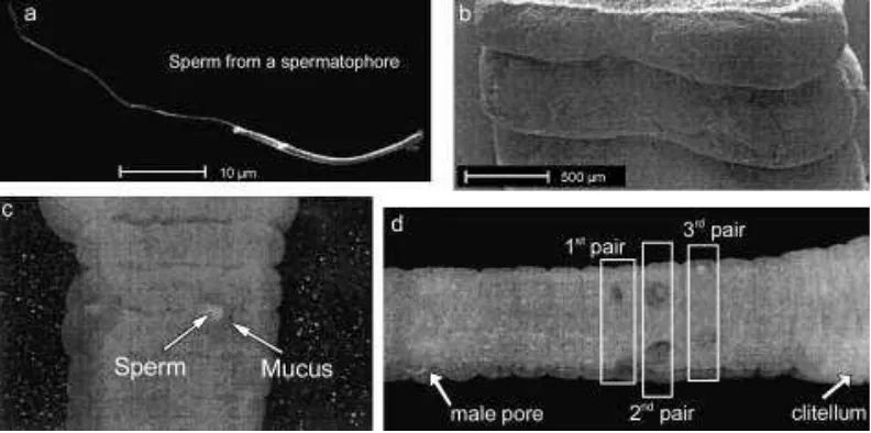 Gambar� 2� Bentuk,� ukuran� dan� posisi� spermatopore� ��� ������,� sperma� (a)�spermatopore� (b� &c),� lokasi� spermatopore� pada� dinding� tubuh� (d)�(Monroy������.�2003)��