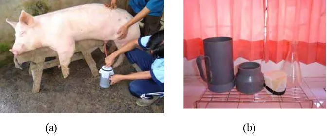 Gambar 7  Metode penampungan semen babi : a) Metode manual (glove-       hand  method);  b) Alat penampungan semen