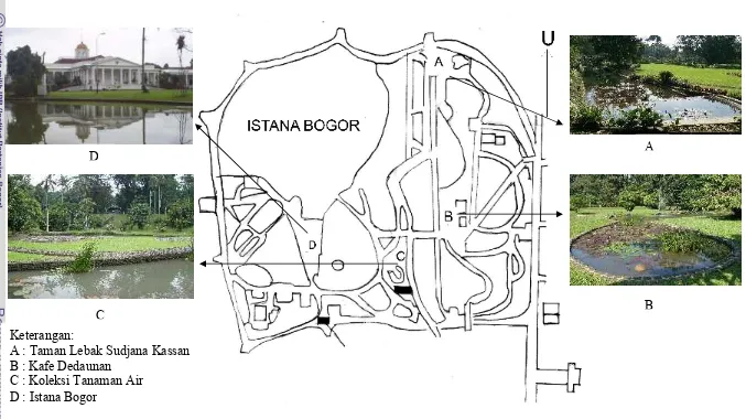 Gambar 1. Lokasi pengamatan  capung dalam area Kebun Raya  Bogor Februari-Mei 2008