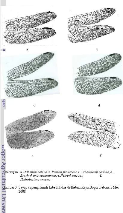 Gambar 3  Sayap capung famili Libellulidae di Kebun Raya Bogor Februari-Mei 