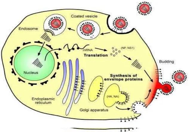 Gambar 3 berikut ini mendeskripsikan siklus replikasi virus ke sel. 