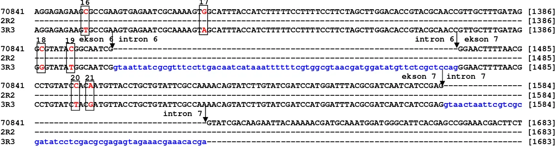 Gambar 3 Alignment cDNA UVop A. mellifera (U70841) dengan DNA hasil pengurutan F2R2 dan F3R3 UVop A