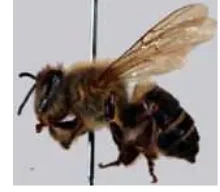 Gambar 1 Lebah madu A. cerana. 