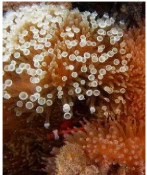 Gambar II.3 Penelitian anggota Tim Eksplorasi terumbu karang UBB