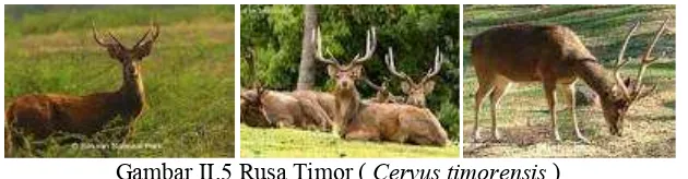 Gambar II.5 Rusa Timor ( Cervus timorensis ) 